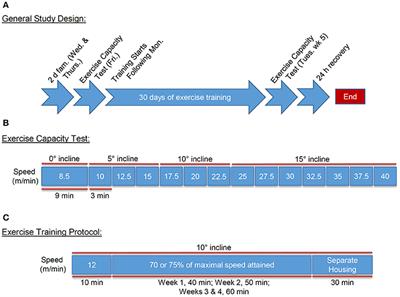 FVB/NJ Mice Are a Useful Model for Examining Cardiac Adaptations to Treadmill Exercise